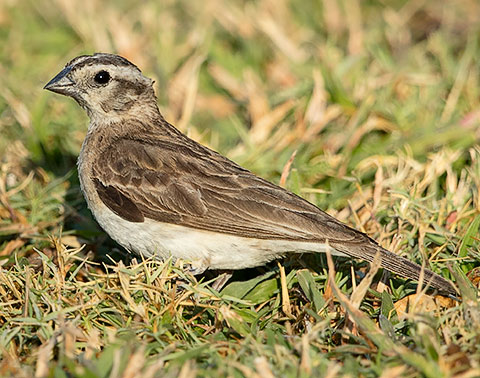 Long-tailed Paradise-Whydah female